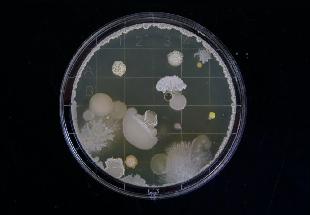 Fast-growing bacteria evade antibiotics