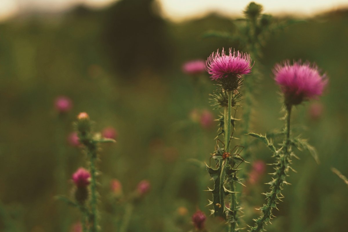 milk thistle