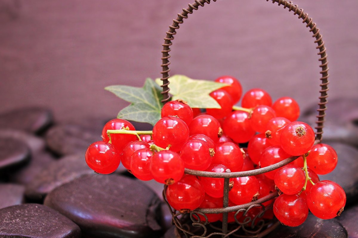 red currant