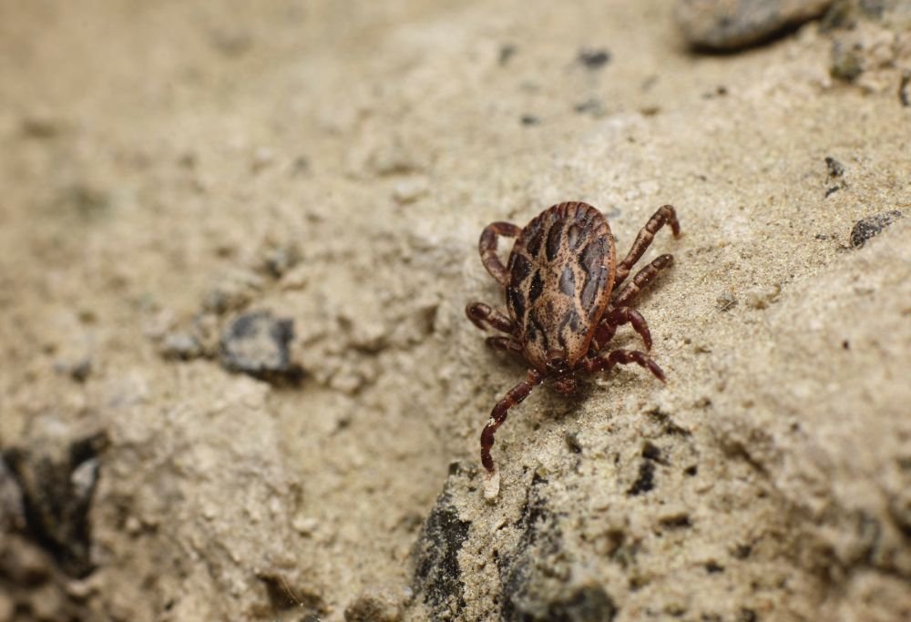 Ticks can survive harsh winters