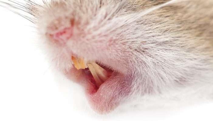  A study in mice has proven that diabetes affects the hardness of teeth