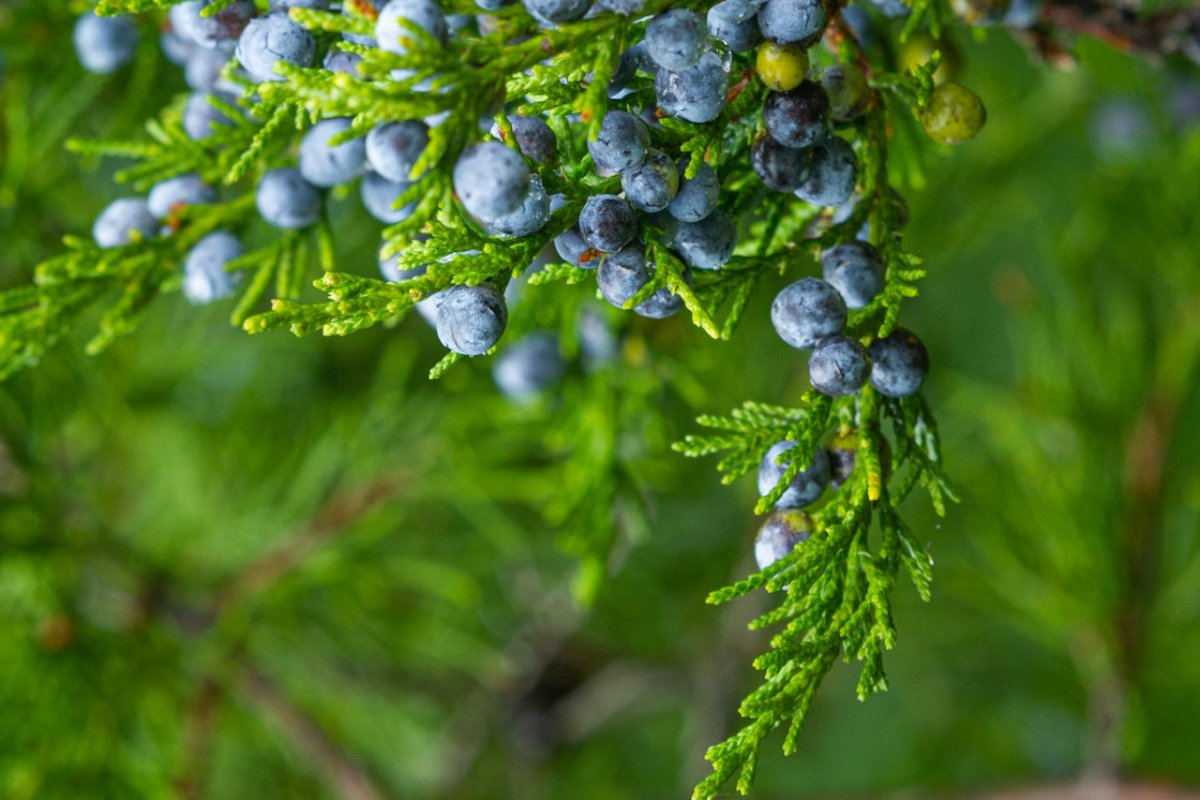 Juniper increases lifespan by 18% - excellent 'anti-aging potential'