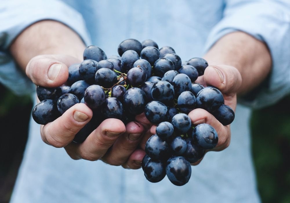 Eating grapes can prolong life