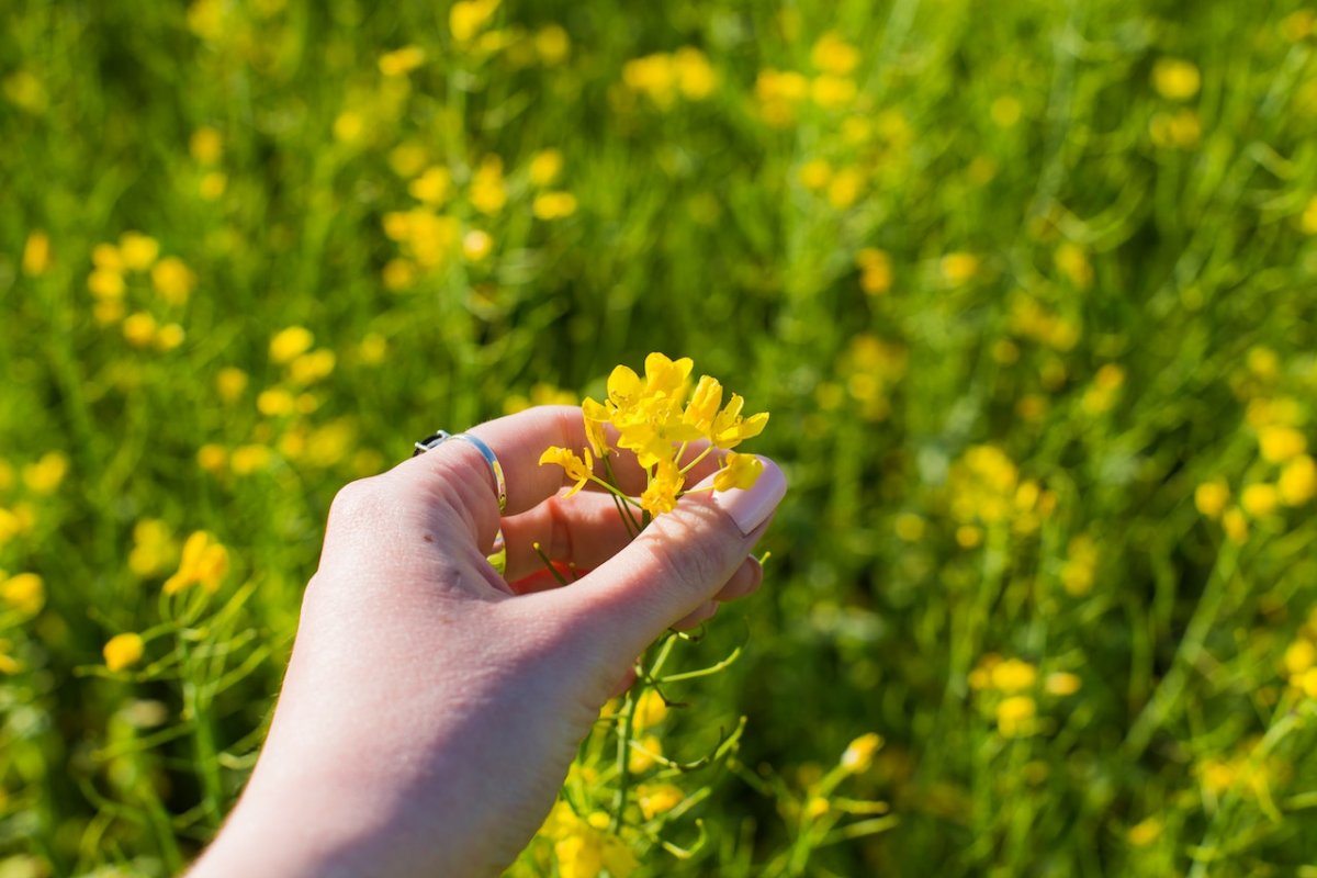 Rapeseed oil lowers bad cholesterol just like statins