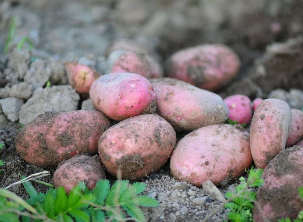 Eating potatoes does not cause heart disease