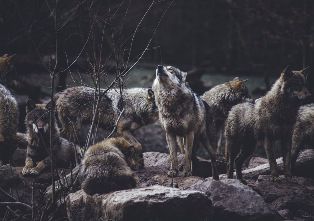 Wolves made friends with humans even before dogs