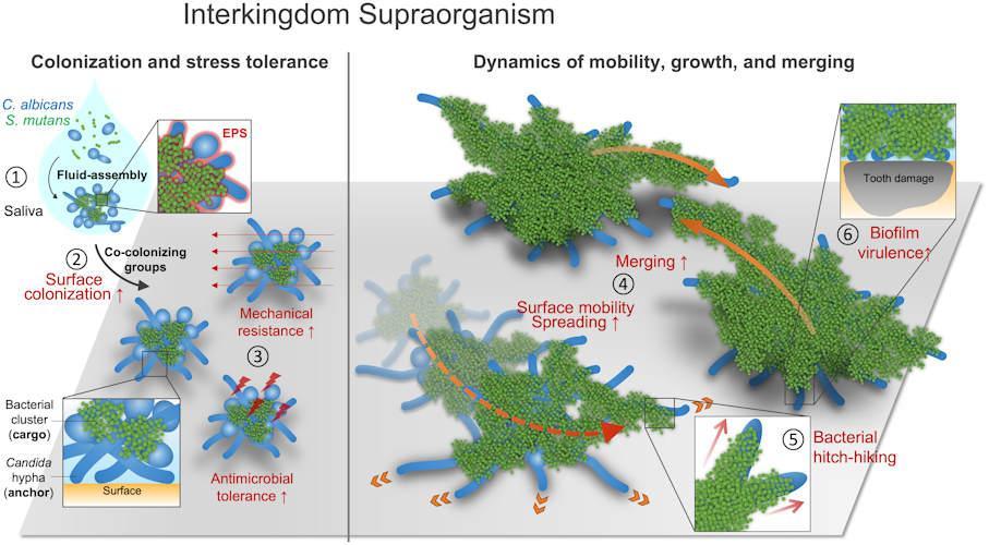  Scientists have discovered dangerous superorganisms with unique mobility in the oral cavity3