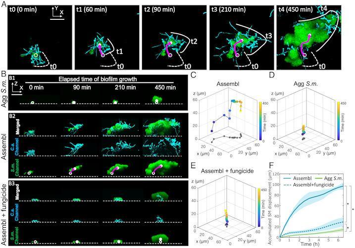  Scientists have discovered dangerous superorganisms with unique mobility in the oral cavity1