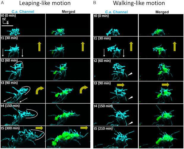 Scientists have discovered dangerous superorganisms in the oral cavity with unique mobility2