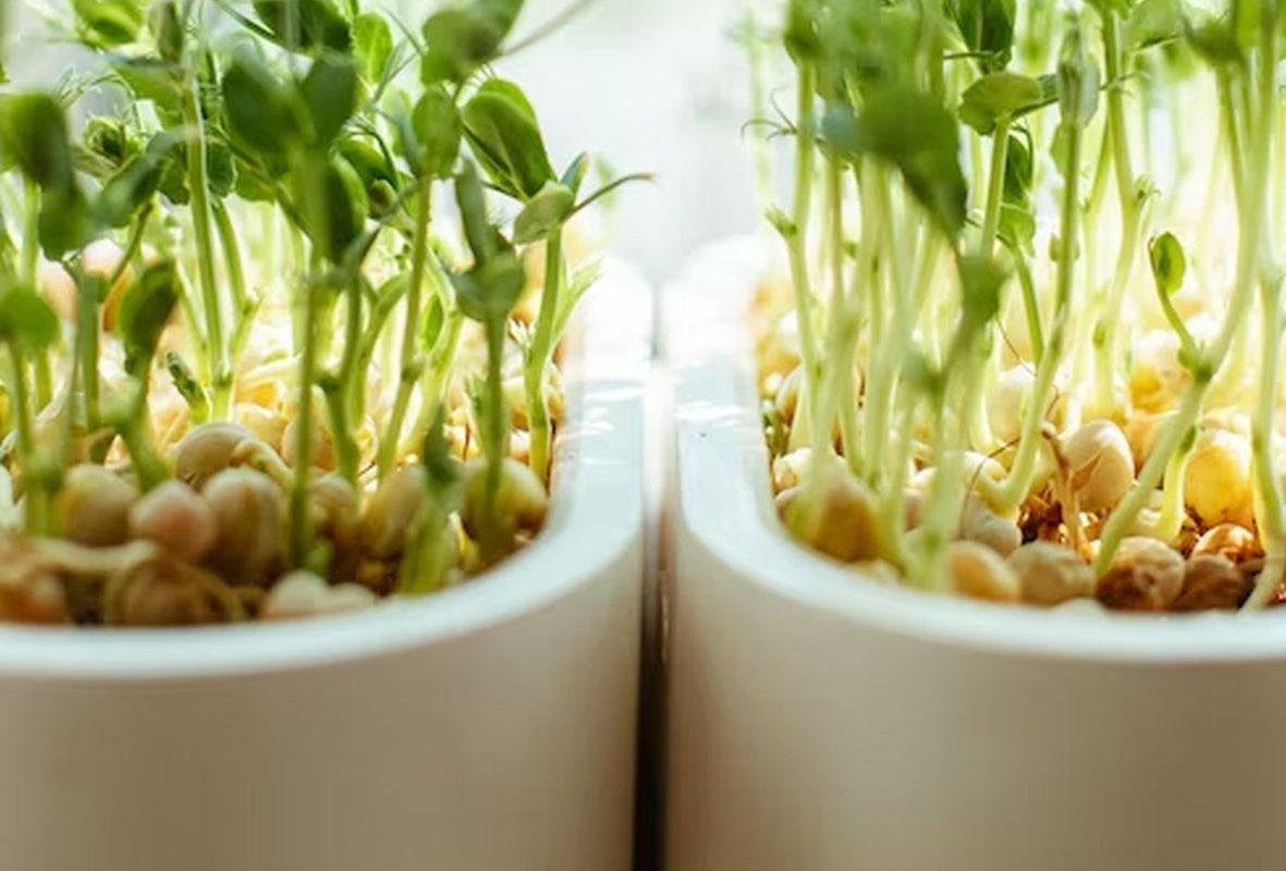 seed sprouts