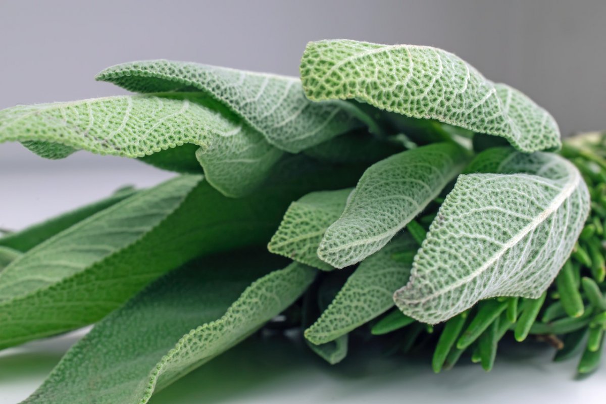 Sage significantly lowers blood sugar and cholesterol levels