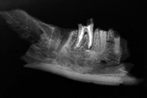 Forensic dentistry: more than just identification4