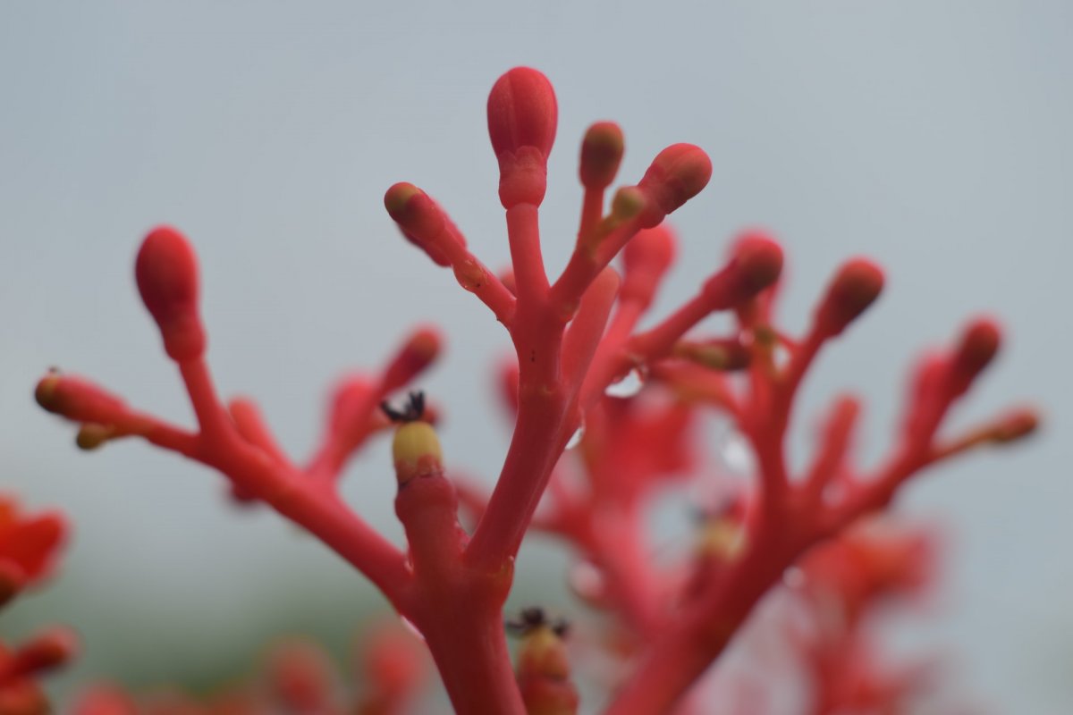 Red ginseng tea lowers cholesterol and protects against heart disease - nutritionist Strokov