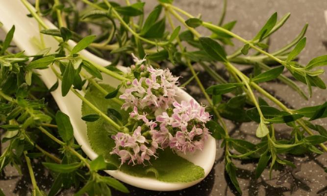  A new study evaluated the effectiveness of thyme in the fight against halitosis