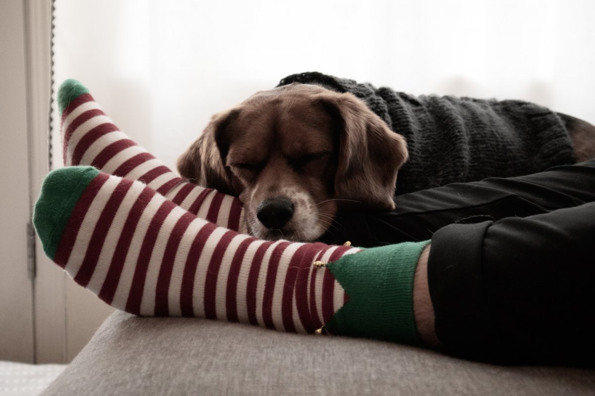 If you go to bed in socks, the same bacteria gets on the sheets as in the feces