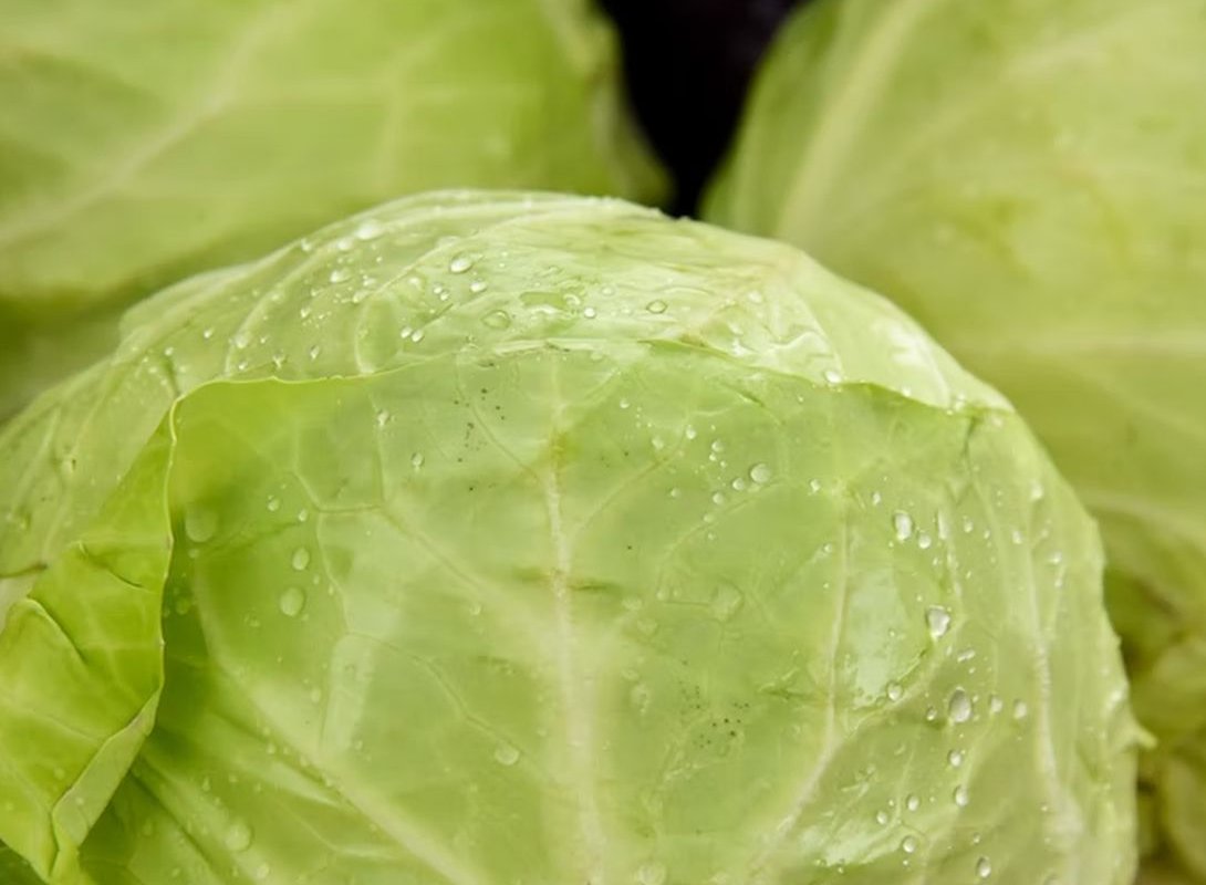 cabbage