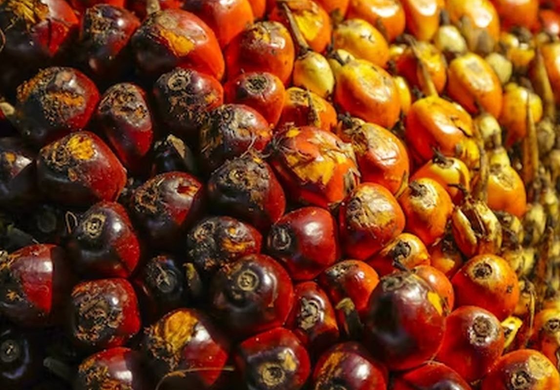 palm tree fruits