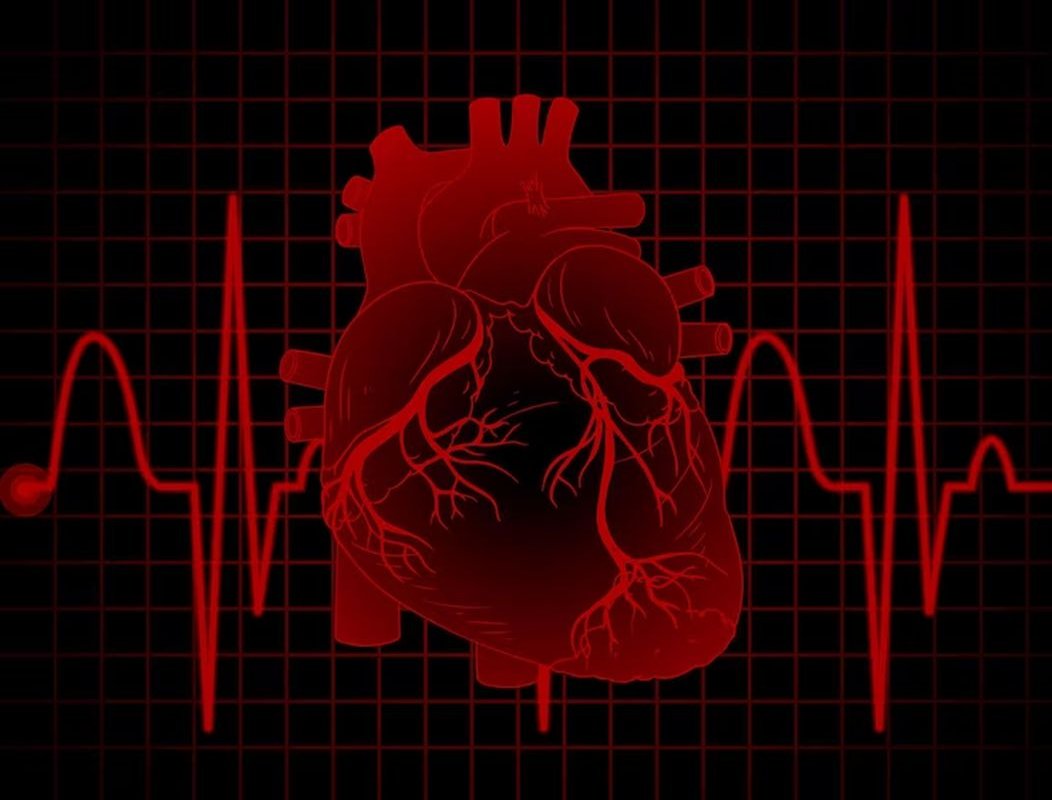 heart and blood vessels