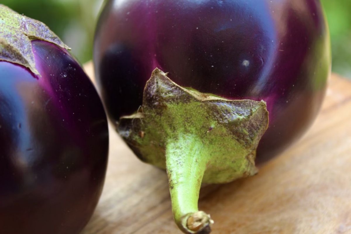 eggplant