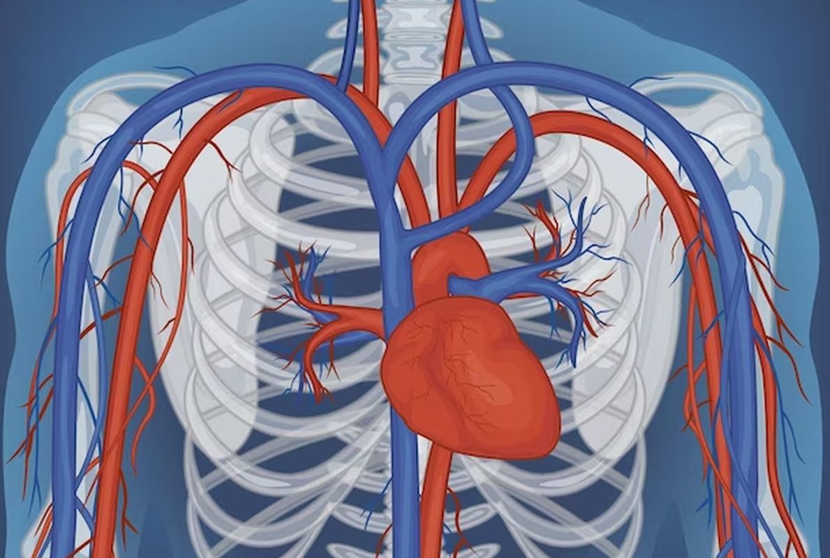 cardiovascular system