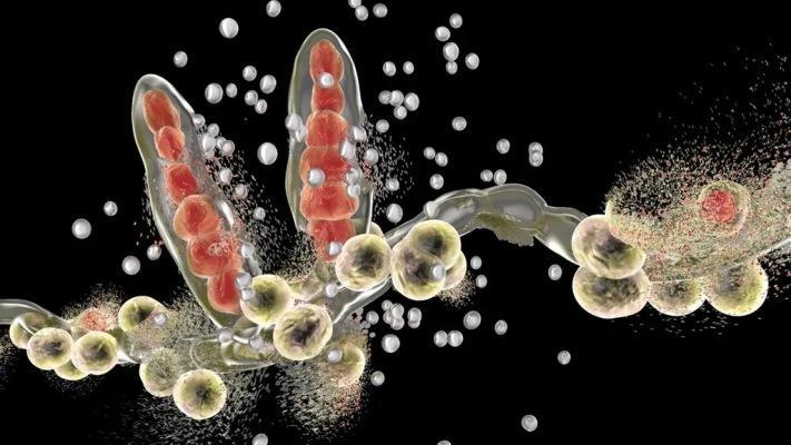 Nanorobots quickly and effectively fight fungal infections oral infections