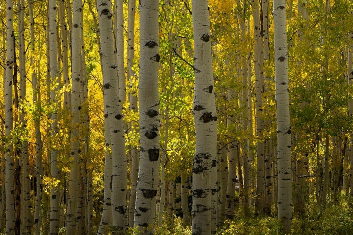 birch trees