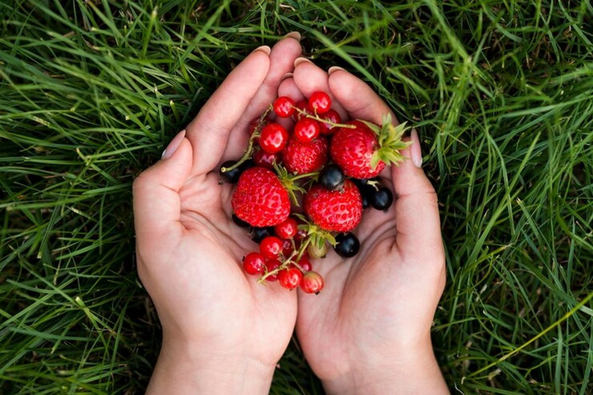 berries in the palms