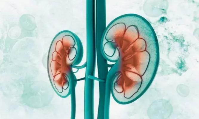 Kidney Function Linked to Tooth Loss in Postmenopausal Women