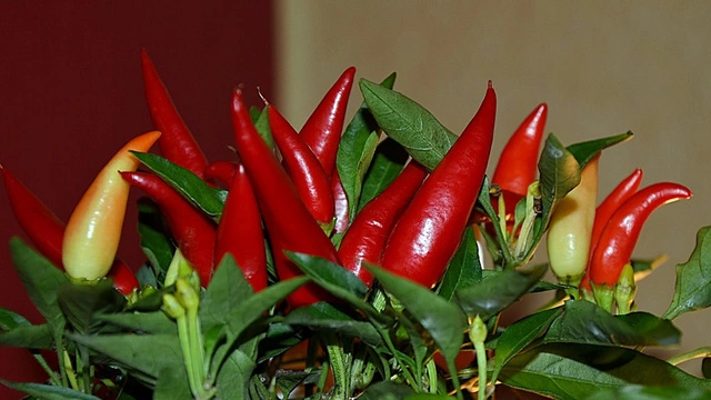 Red hot pepper lovers are less likely to die from cancer and heart disease